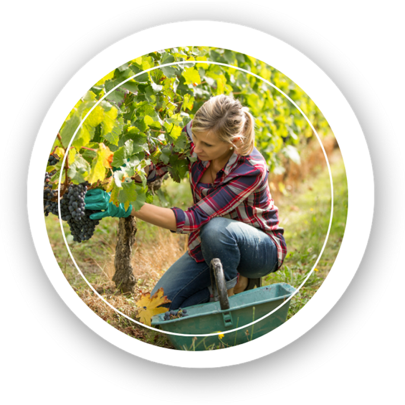 Técnico Vitivinícola