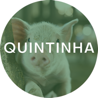 Quintinha