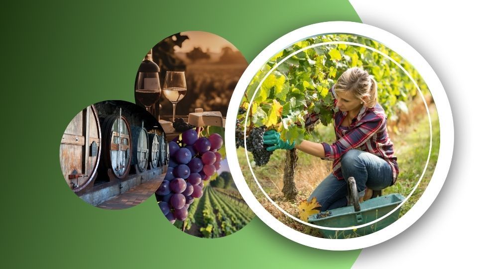 Curso Profissional de Técnico Vitivinícola